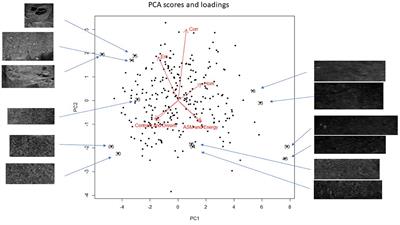 A survey of testicular texture in canine ultrasound images